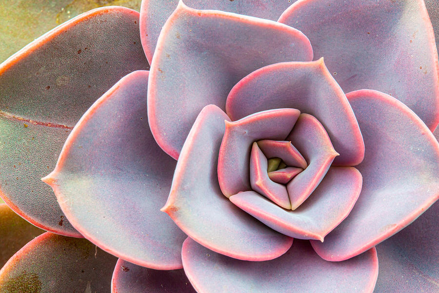 Pink echeveria succulent houseplant Photograph by Photo by Katkami
