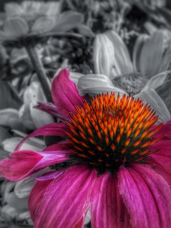 Pink Echinacea Photograph by Bonnie Bruno
