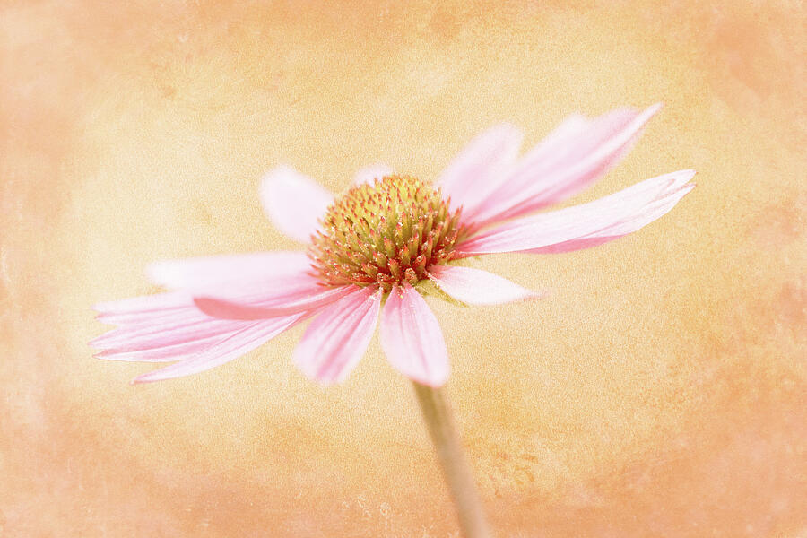Pink Echinacea Photograph by Tanya C Smith