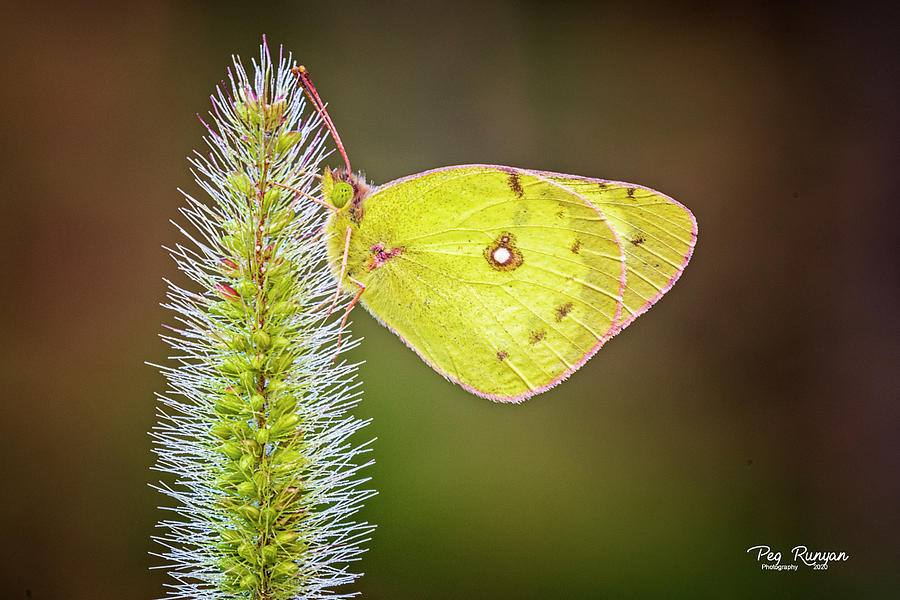 Pink Edged Sulfur Butterfly Photograph by Peg Runyan