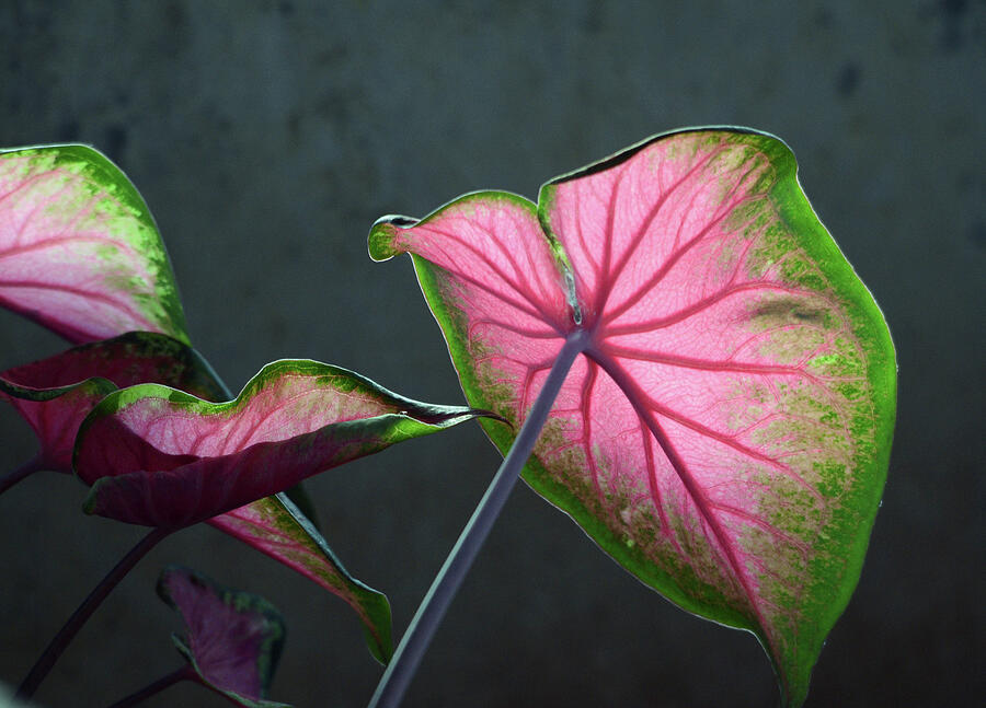 Pink Elephant Ears Photograph by Stephen Tulcus - Fine Art America