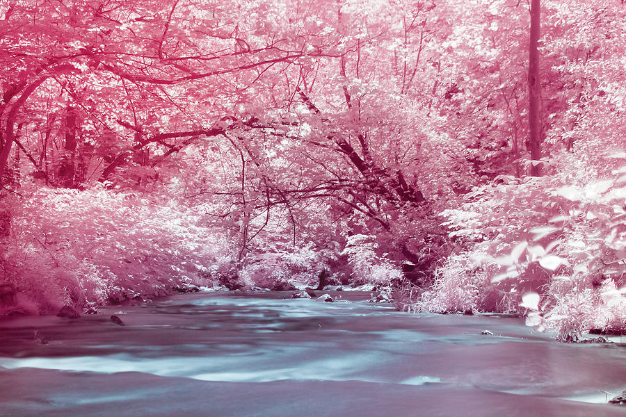 Pink Enchanted River Forest Photograph by Auden Johnson