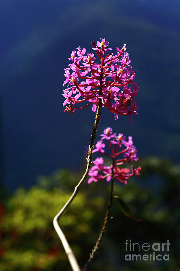 Pink Epidendrum secundum orchids Photograph by James Brunker