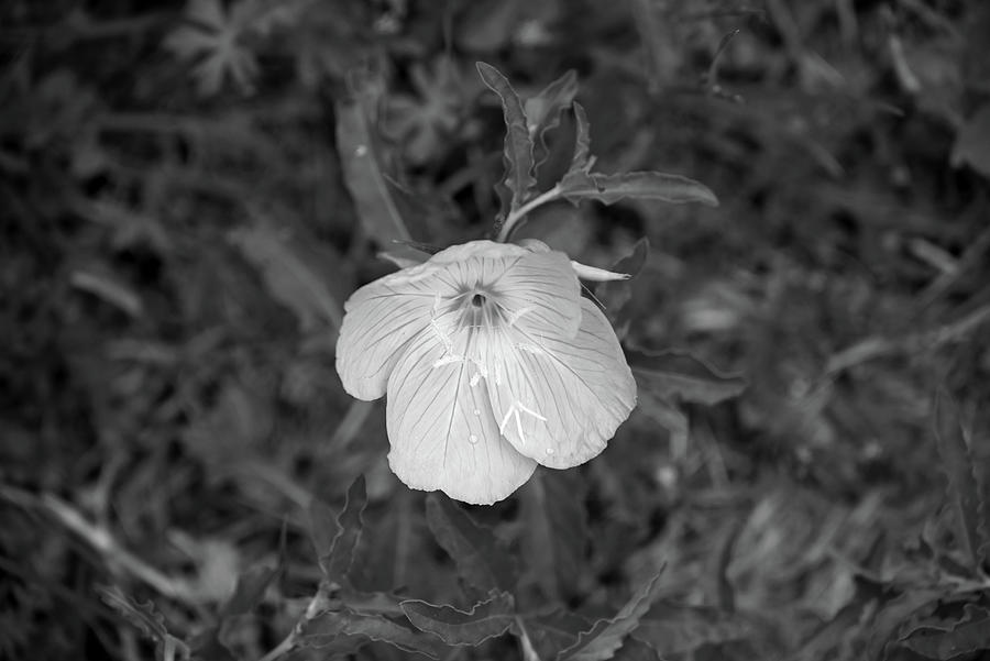 Pink Evening Primrose - black and white Photograph by Katherine Nutt ...