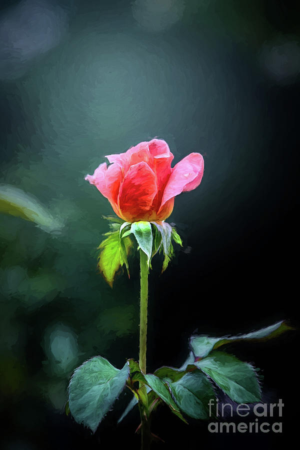Pink Evening Rose Portrait Digital Art by Sharon McConnell