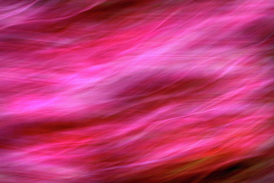 Abstract Photograph - Pink Fairy Duster Flowers Afire by Douglas Taylor