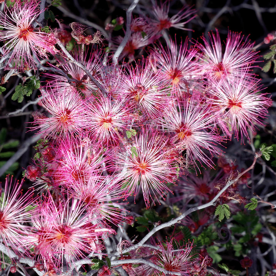 Spring Photograph - Pink Fairy Dusters by Douglas Taylor