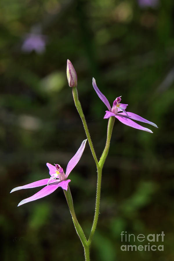 Pink Fairy Orchid - Caladenia latifolia Photograph by Elaine Teague