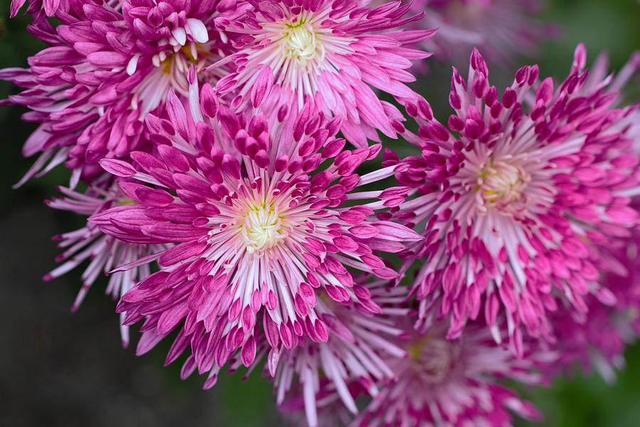 Pink Fancy Chrysanthemum Flowers Photograph by Joseph Skompski
