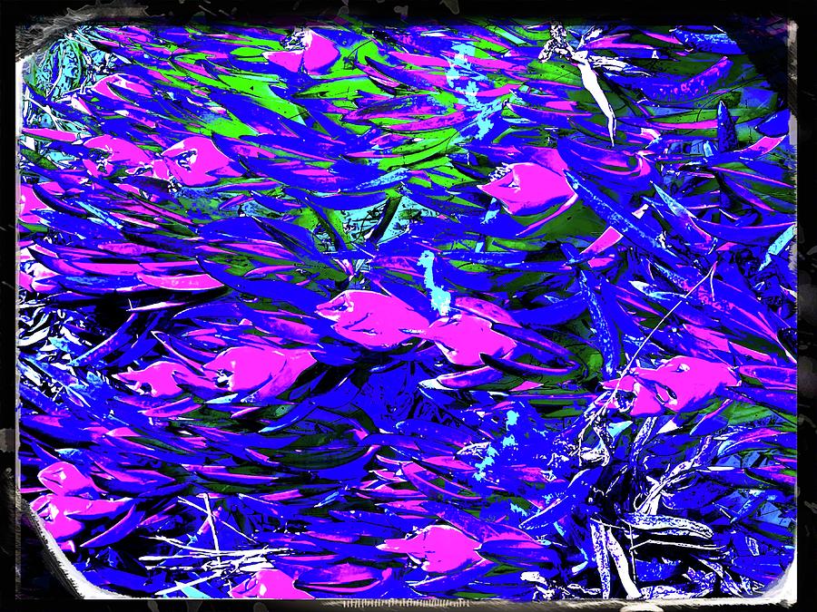 Pink Fish Digital Art by Kathleen Boyles
