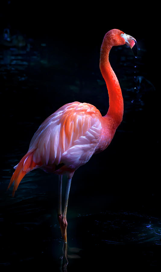 Pink Flamingo 1 Photograph by Mark Andrew Thomas