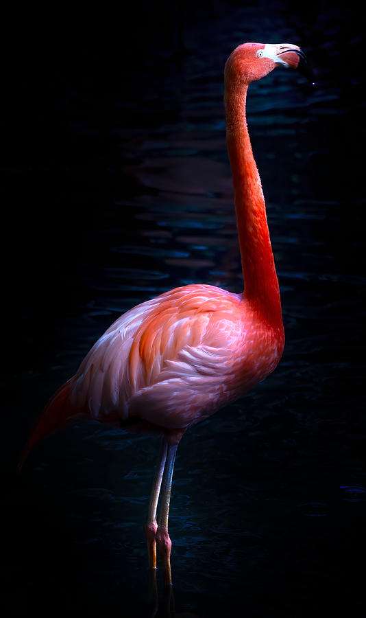 Pink Flamingo 2 Photograph by Mark Andrew Thomas