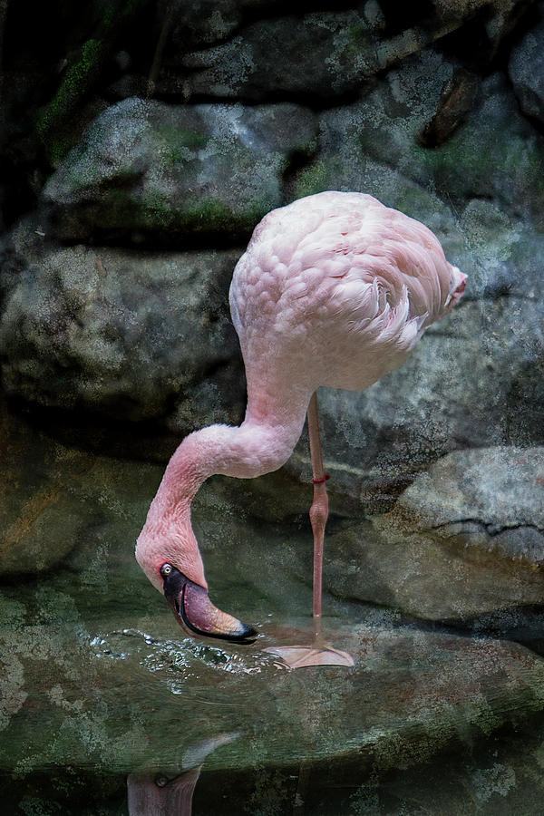 Pink Flamingo #2 Photograph by Patti Deters