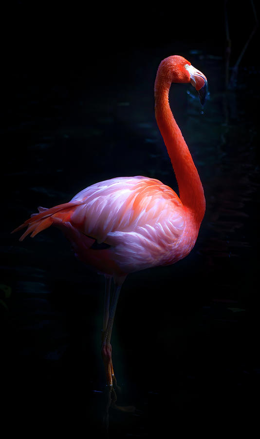 Pink Flamingo 3 Photograph by Mark Andrew Thomas