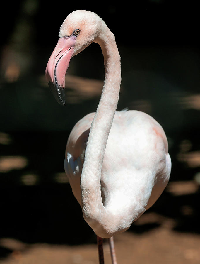 Pink Flamingo 4 Photograph by Athena Mckinzie