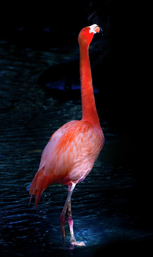 Pink Flamingo 4 Photograph by Mark Andrew Thomas