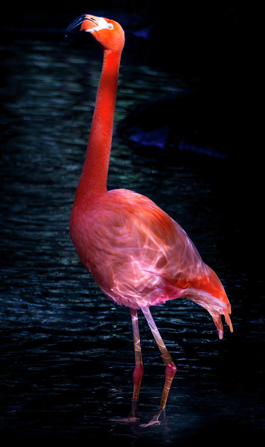 Pink Flamingo 5 Photograph by Mark Andrew Thomas