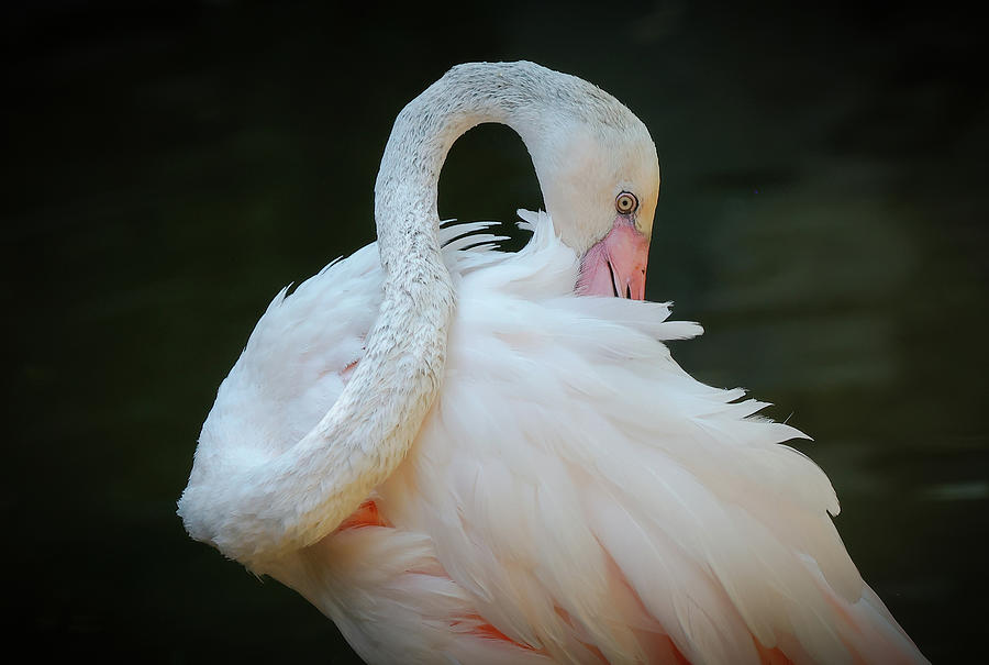 Pink Flamingo 7 Photograph by Athena Mckinzie