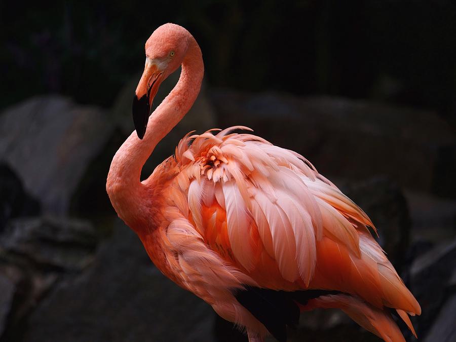 Pink Flamingo against black background Photograph by George Melin ...