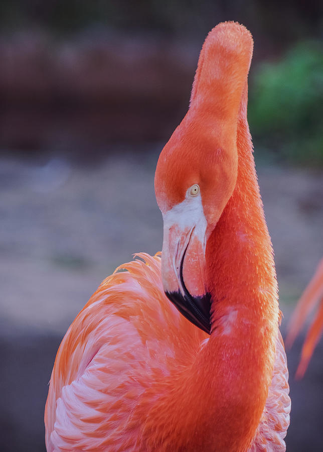 Pink Flamingo  Photograph by Angela Carrion Photography