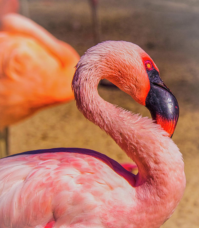 Pink Flamingo at Memphis Zoo 060 Photograph by James C Richardson