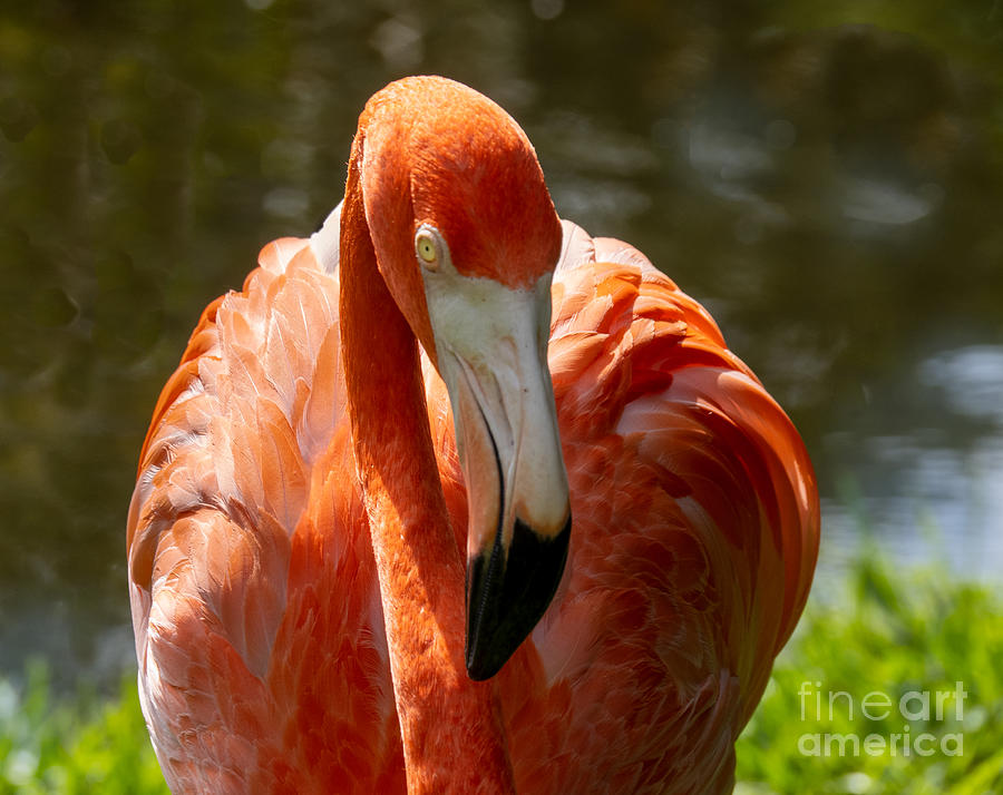 Pink Flamingo at Sarasota Jungle Gardens Photograph by L Bosco