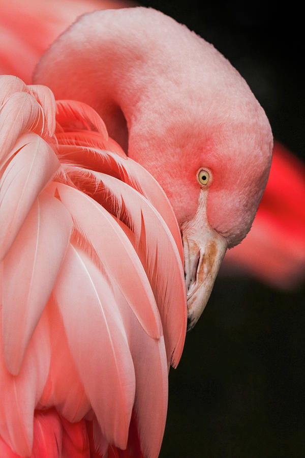 Pink Flamingo Closeup Photograph by World Art Collective