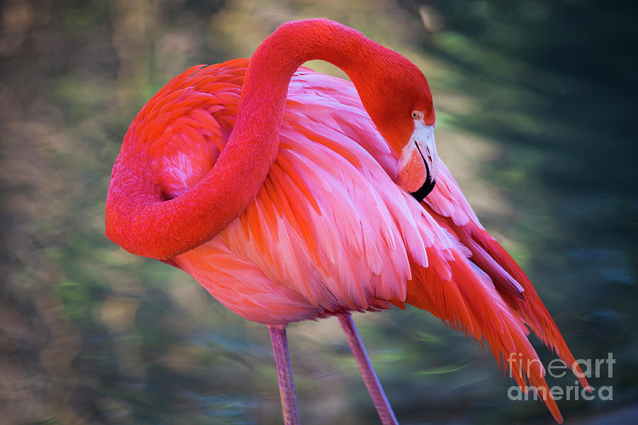 Pink Flamingo Photograph by Erin Marie Davis