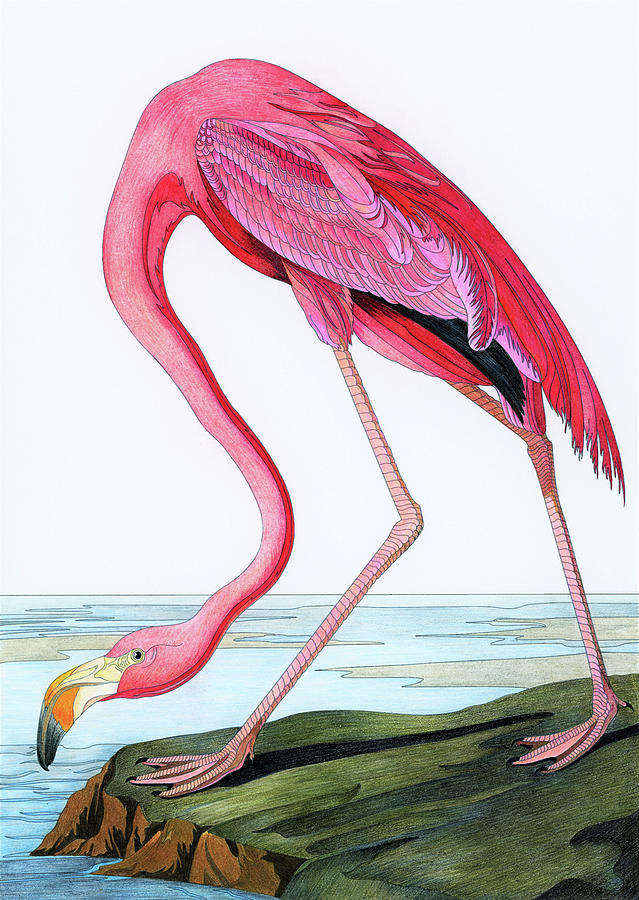 Audubon - Pink Flamingo from Birds of America Poster