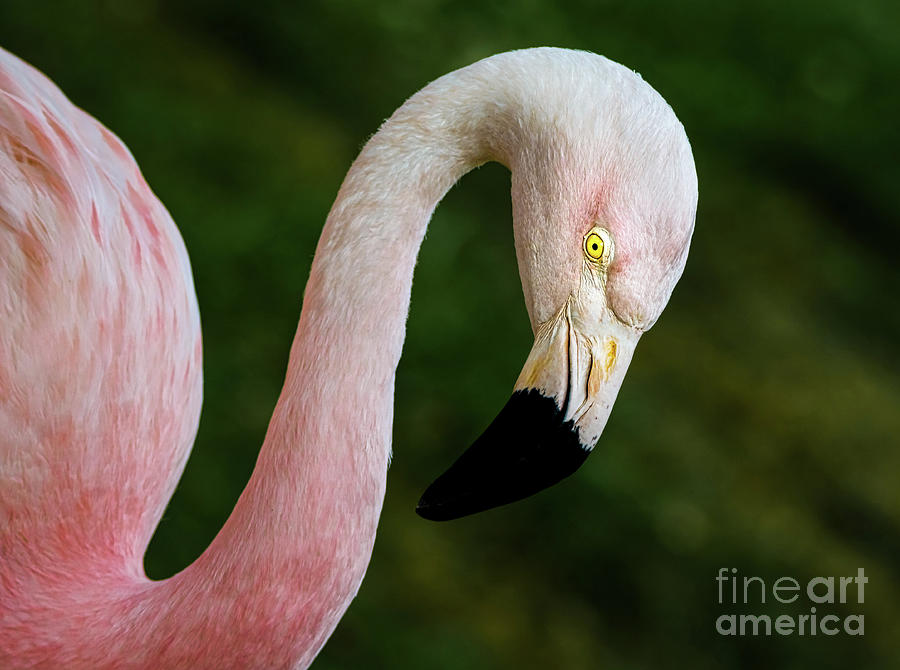 Pink Flamingo Pyrography by Joseph Miko