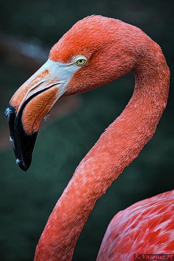 Pink Flamingo  Photograph by Rene Vasquez