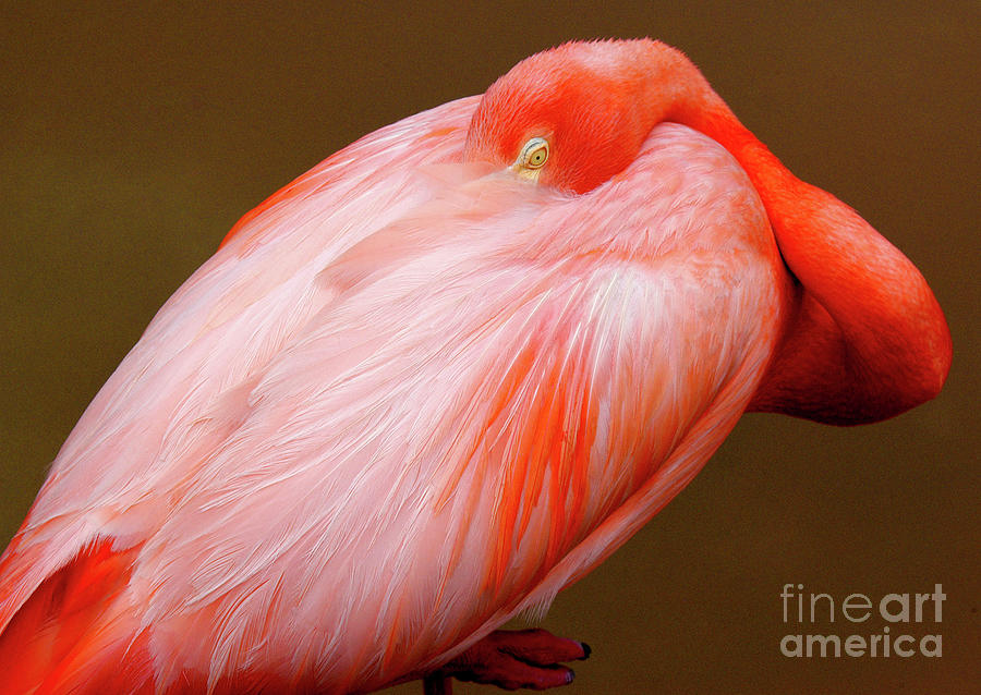 Pink Flamingo stands while sleeping with one eye open.   Photograph by Gunther Allen