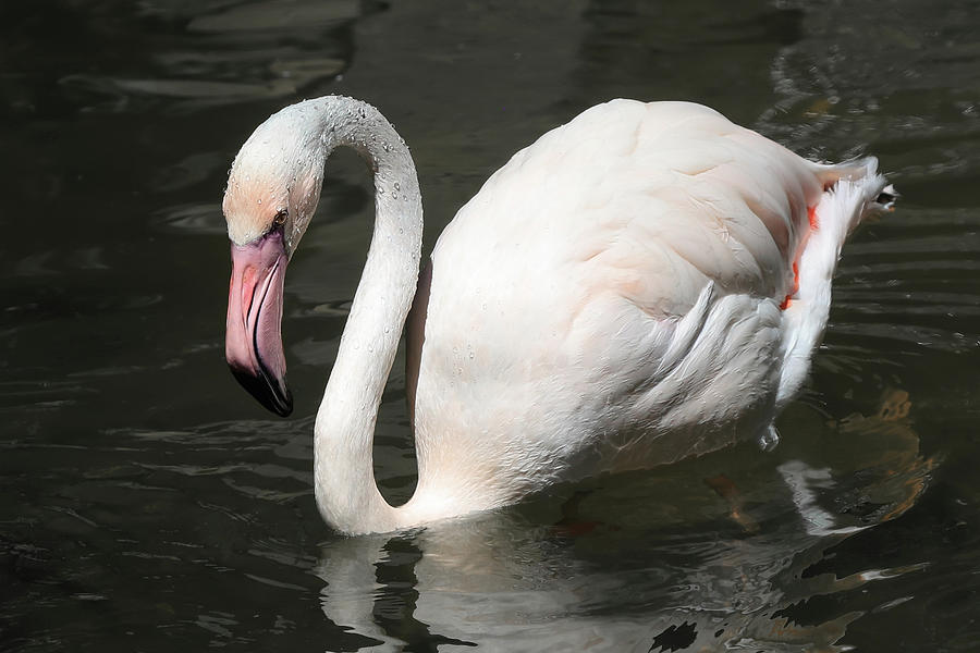 Pink Flamingo Swan Like Photograph by Athena Mckinzie