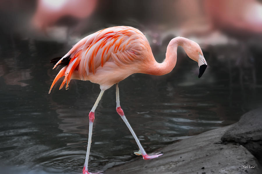 Pink Flamingo Photograph by Yuri Lev