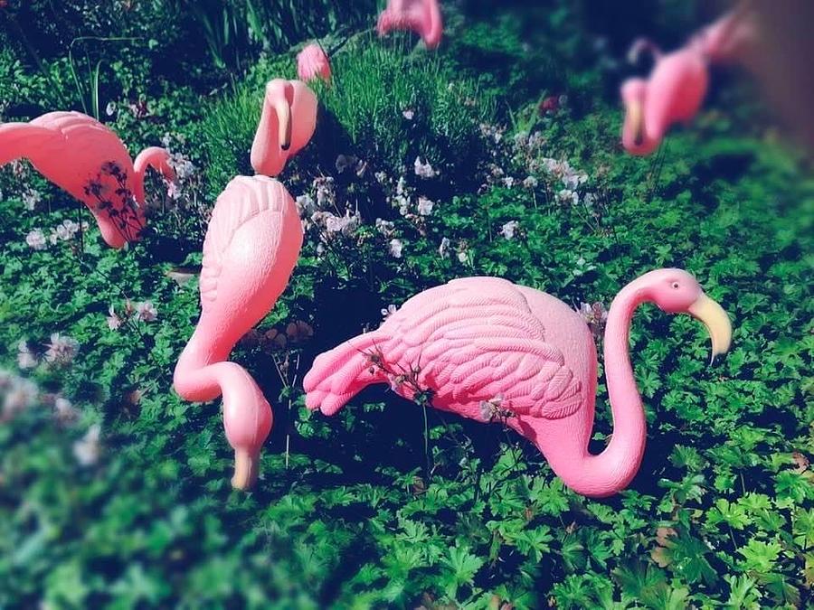 Pink Flamingos Digital Art by Anne Thurston