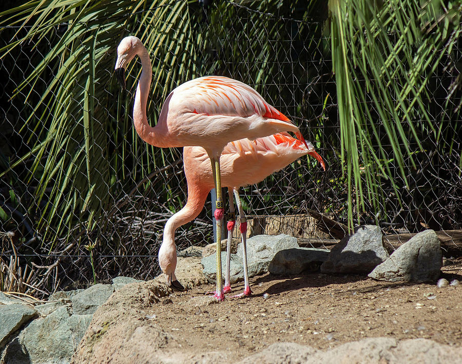 Pink Flamingos Photograph by Cathy Anderson