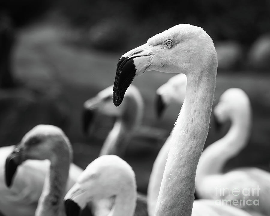 Pink Flamingos In Black And White Photograph