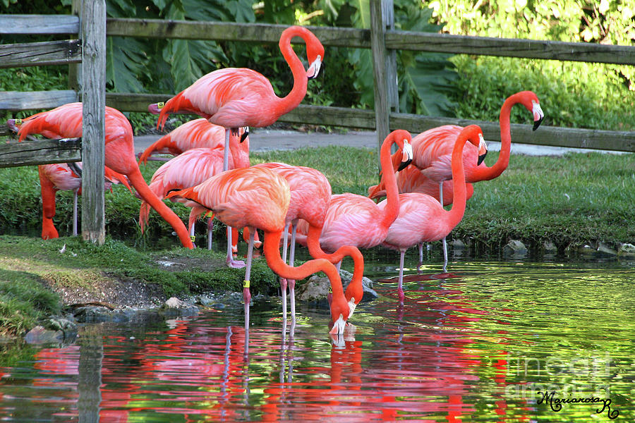 Pink Flamingos Photograph by Mariarosa Rockefeller