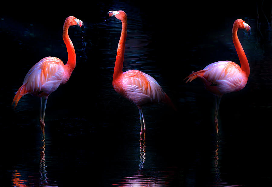 Pink Flamingos Photograph by Mark Andrew Thomas