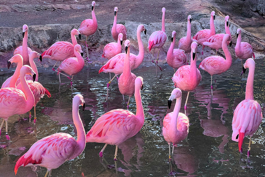 Pink Flamingos Photograph by Penny Lisowski
