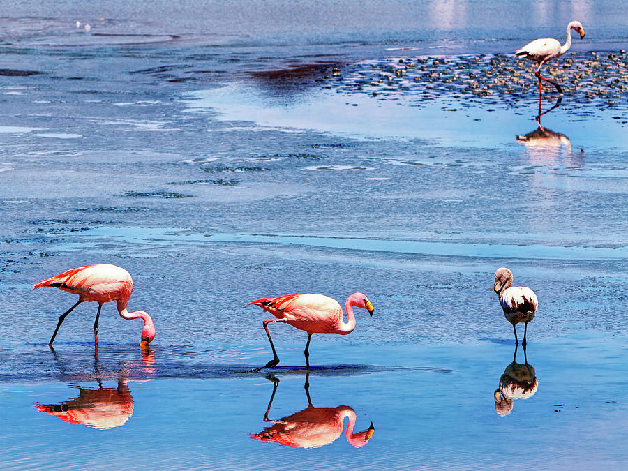 Pink Flamingos Photograph by Ron Dubin