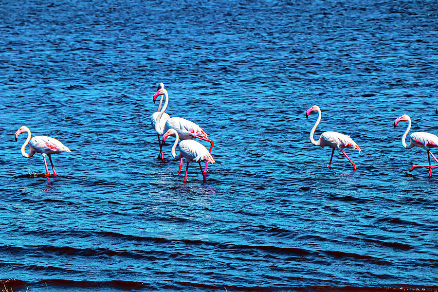 Holiday Photograph - Pink Flamingos by Shelly John
