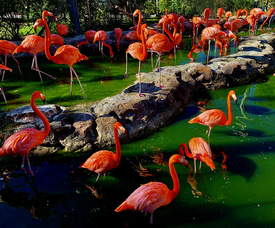 Pink Flamingos Wading in the Water Photograph by Breton Worthington ...