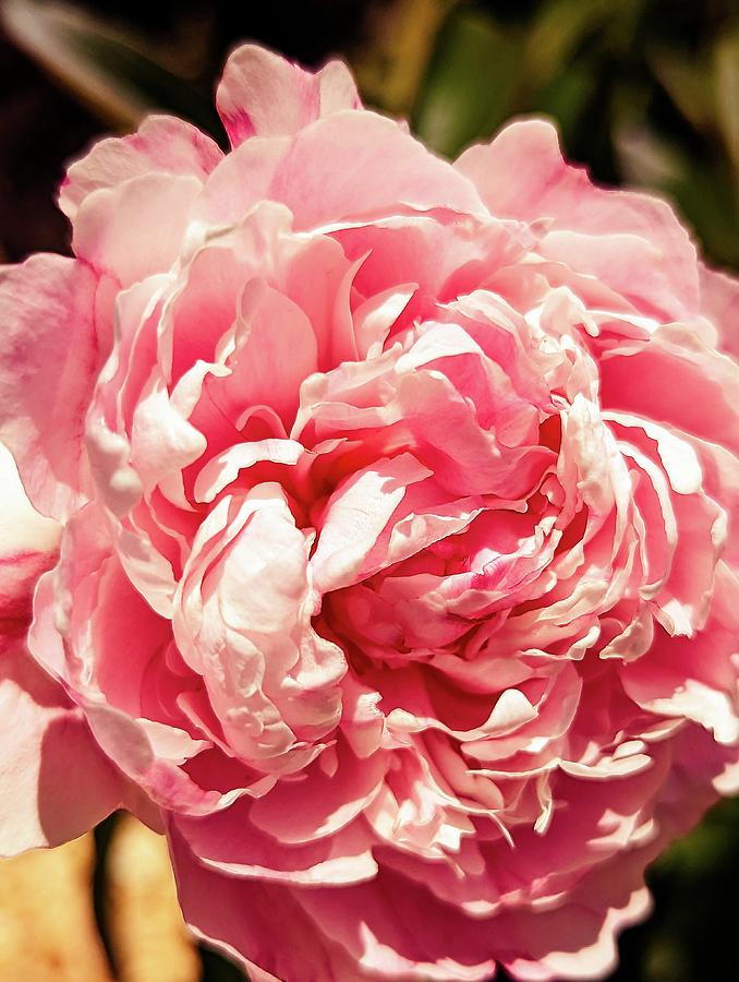 Pink Floral Bloom Photograph by Annalisa Rivera-Franz