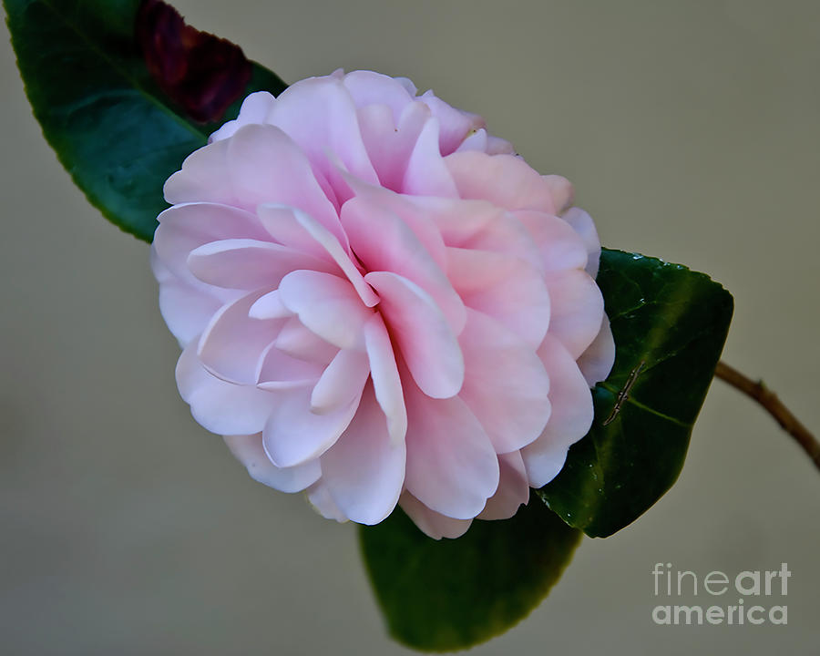 Soft Pink Floral Digital Art by Kirt Tisdale
