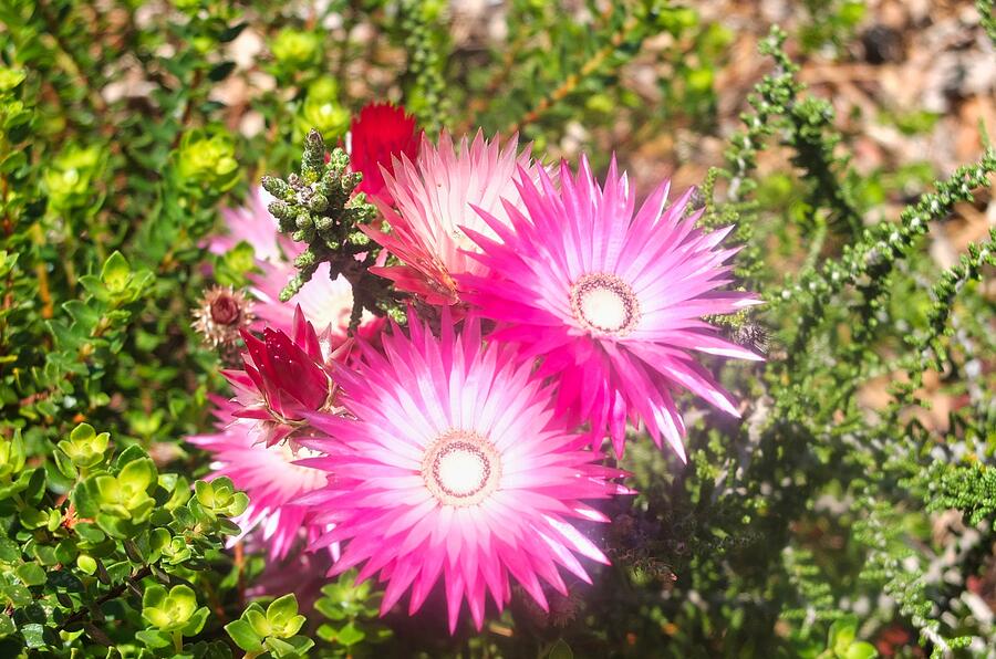 Pink Floral Splendor in Kirstenbosch Botanical Garden, South Africa Photograph by Travel Essayist Pink Floral Splendor in Kirstenbosch Botanical Garden, South Africa Photograph by Travel Essayist