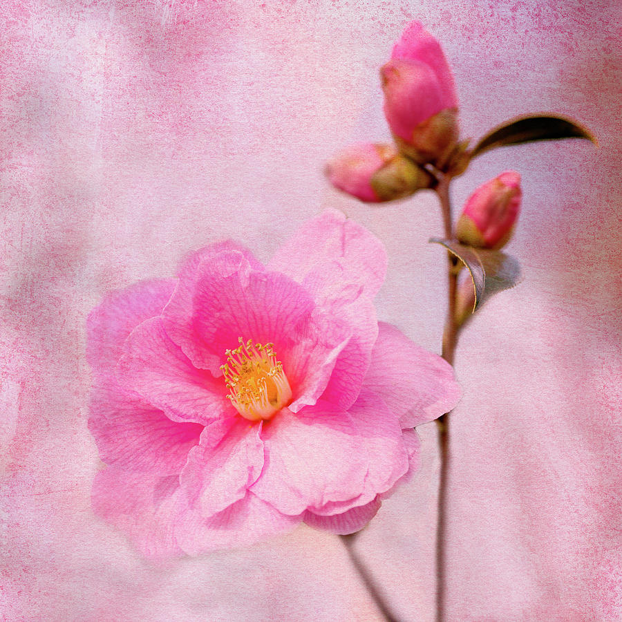 Pink Flower and Buds Photograph by Rebecca Cozart