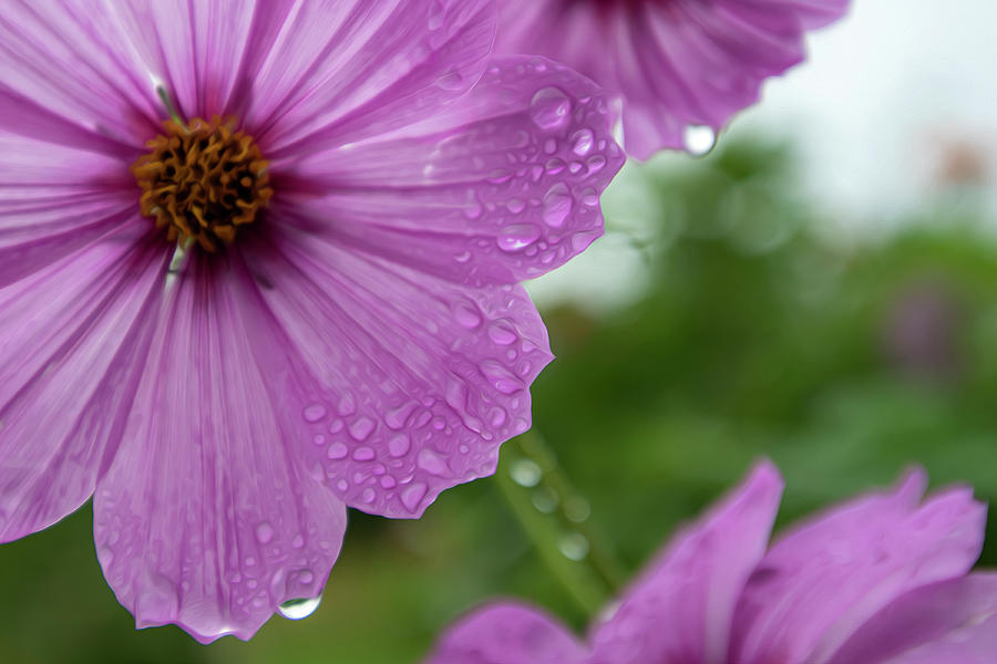 Pink Flower and Water Droplets Photograph by Sandra Js