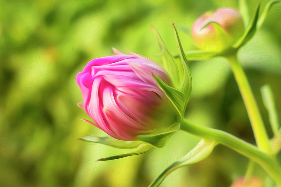 Pink Flower Bud Painting Photograph by Sandra Js