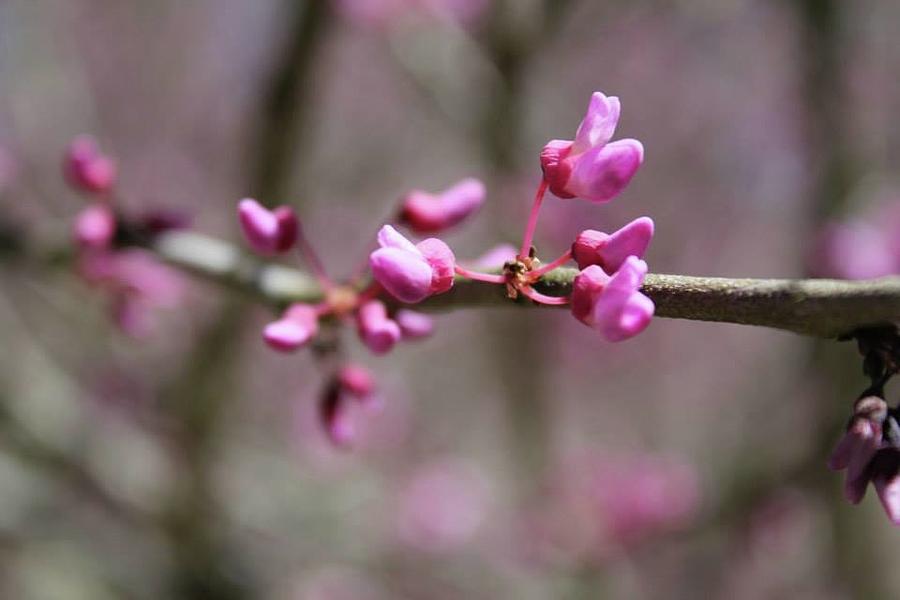 Pink flower buds Photograph by Brandi Sloop - Fine Art America